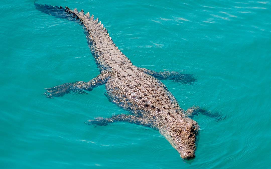 Swimmin Crocoldile