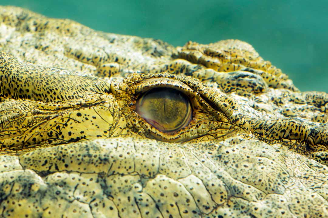 Australian Crocodile Eye