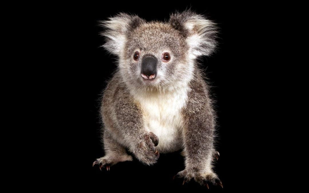 Saving Australia’s native endangered species: FAME