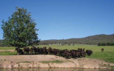 Bright future for Australian Wagyu beef