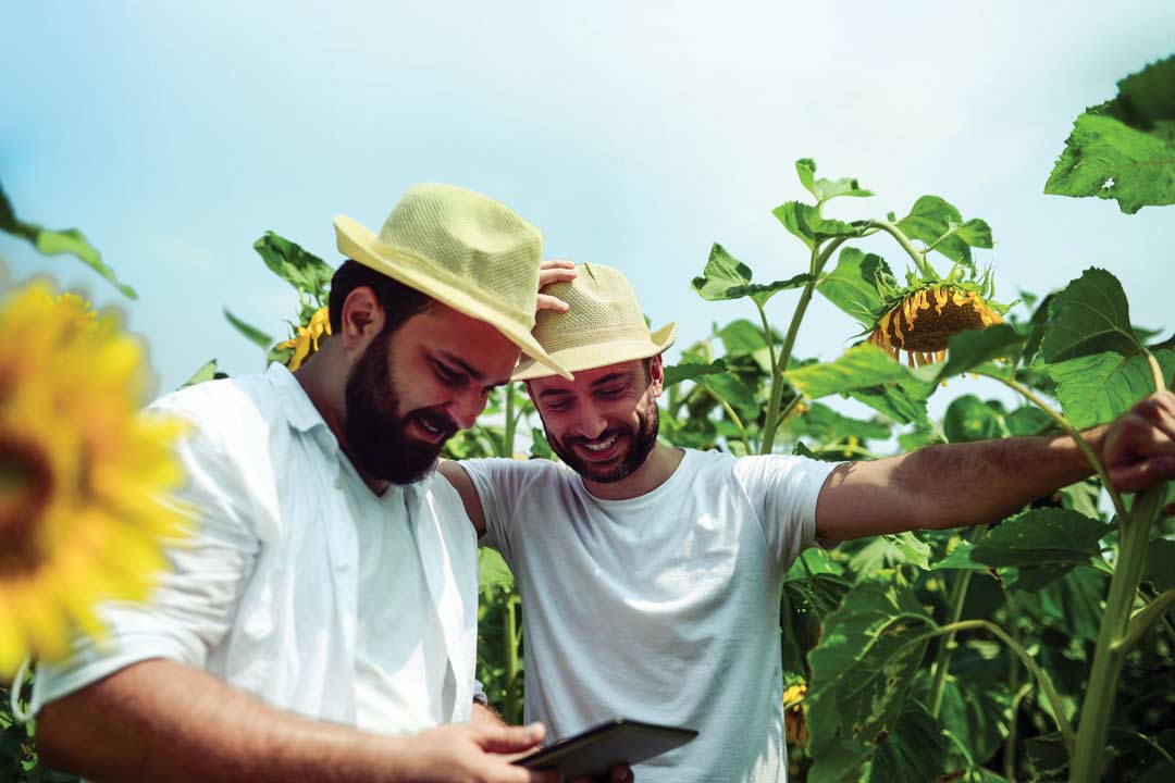 Sunflower farmers