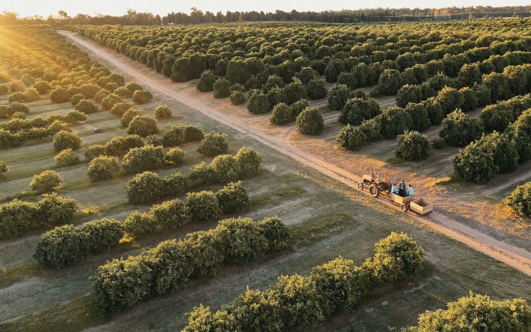 Australian Nut Farming The industry that keeps going nuts Truly Aus