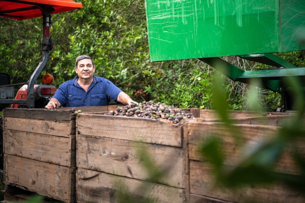 Macadamia nuts farmer