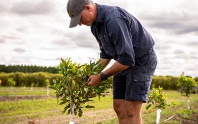 Our thriving macadamia industry