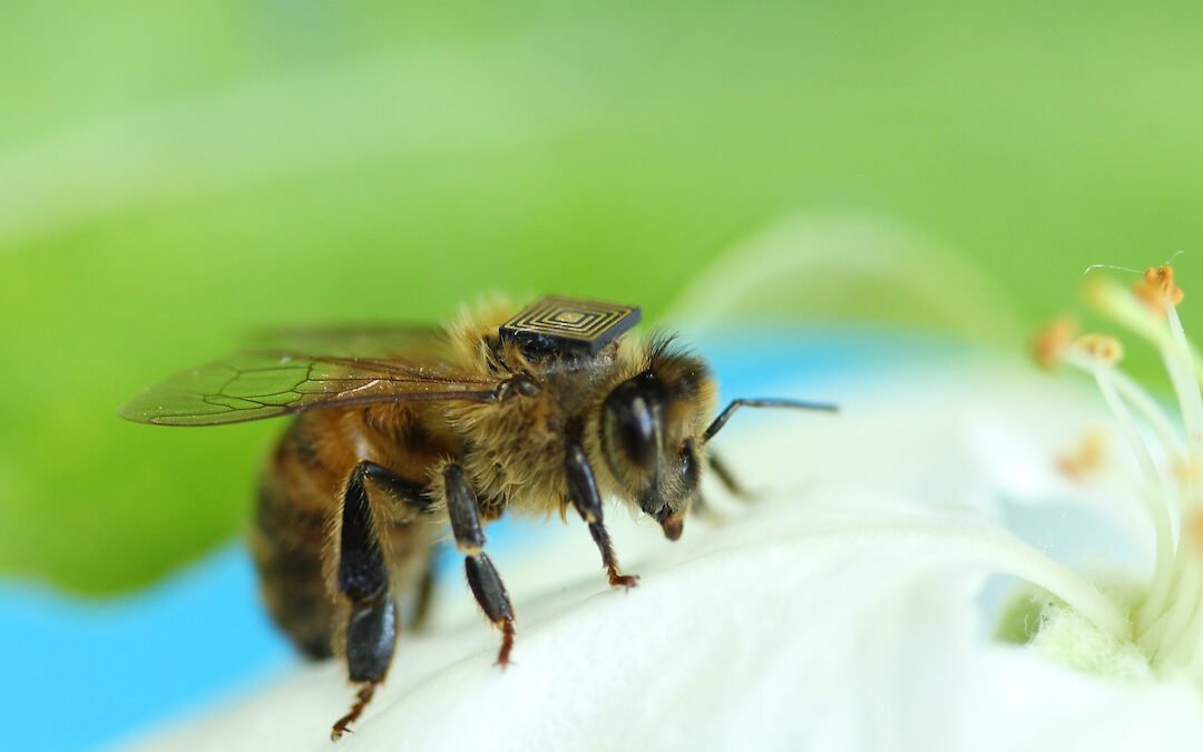 World’s bee population faces its own pandemic