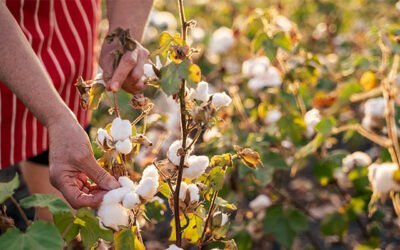 The new science helping cotton crops survive the heat