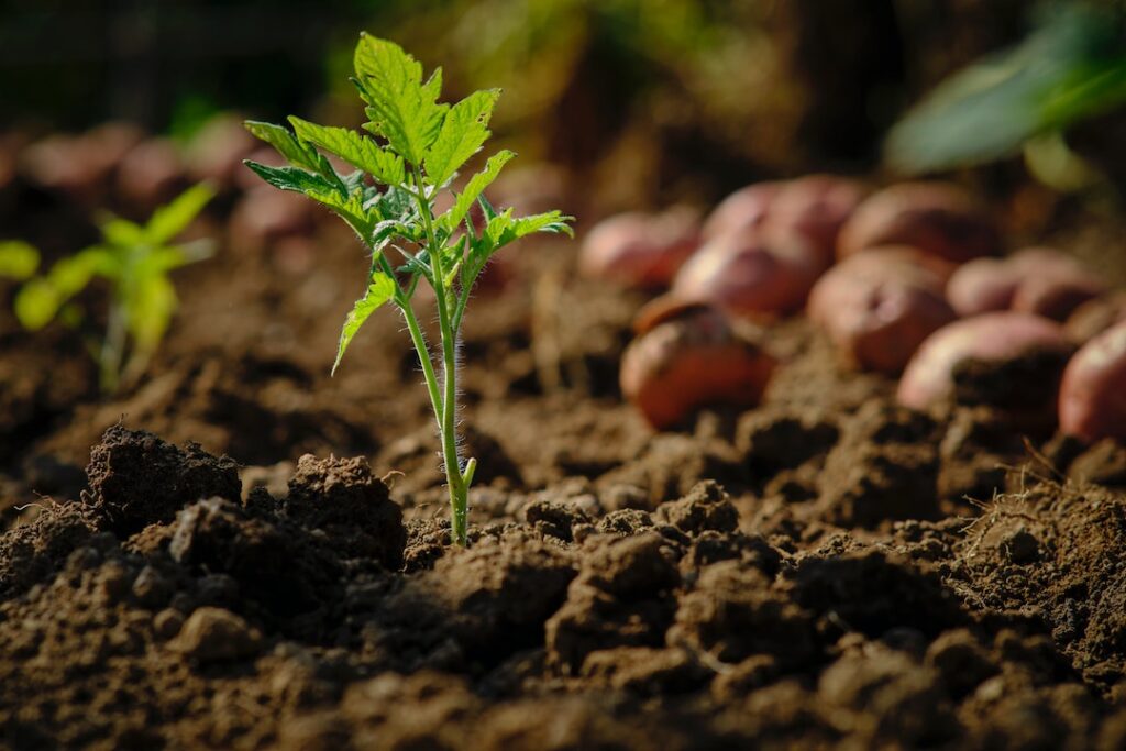 Potato shoot in soil