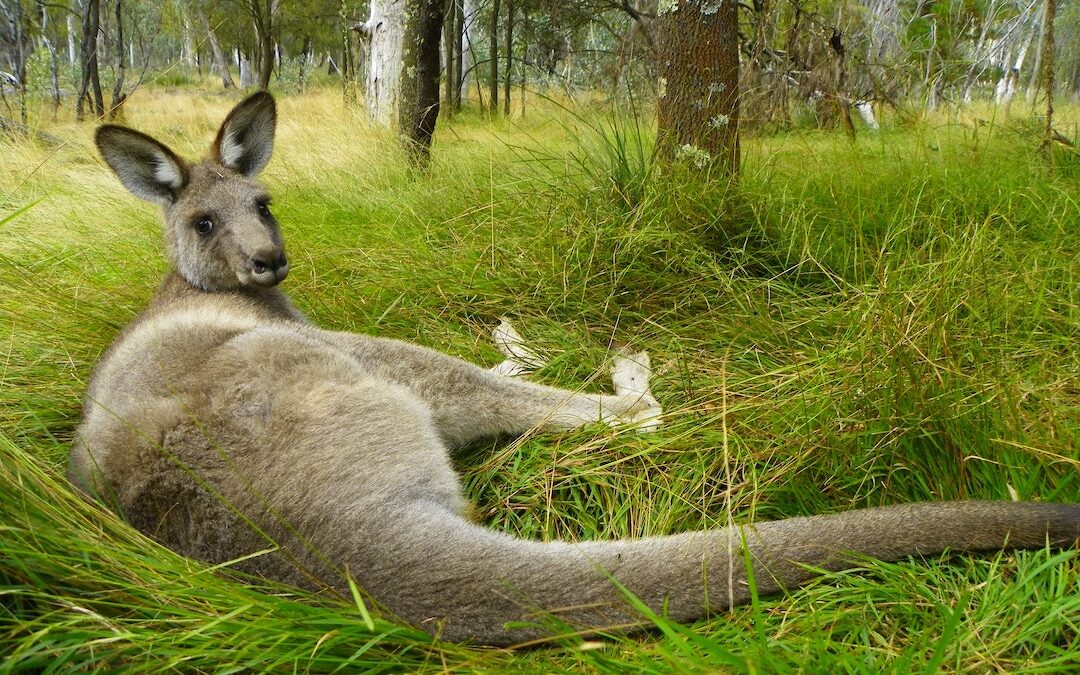 scoop a poo, kangaroo research
