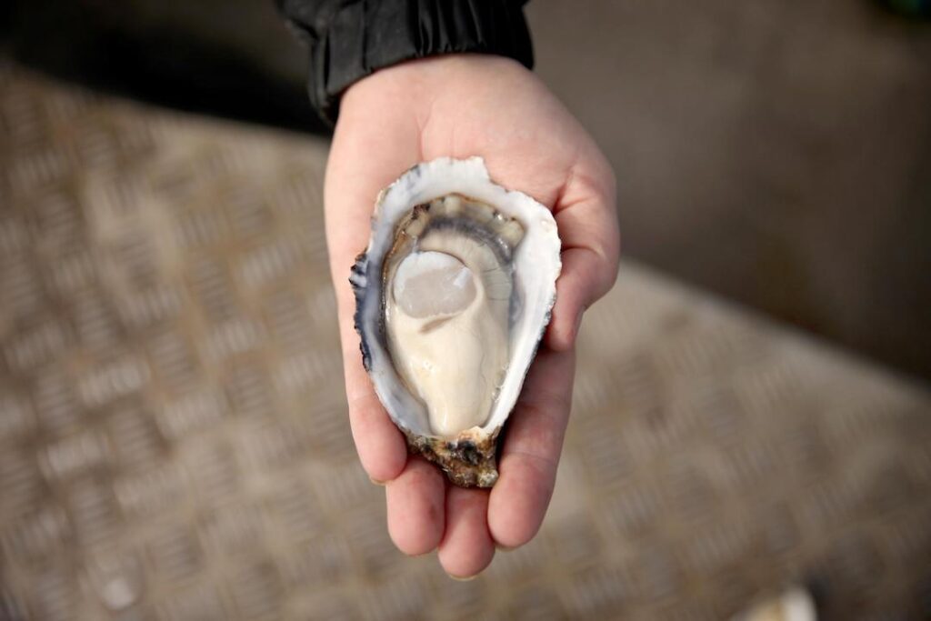 NSW South Coast oyster