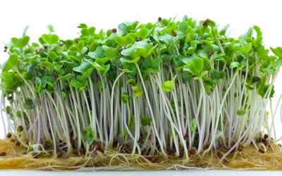 Microgreens, coming to a dinner plate near you