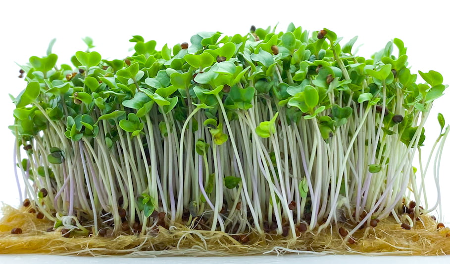 microgreens-the-new-poster-child-for-ag-tech-in-australia-ausbiz