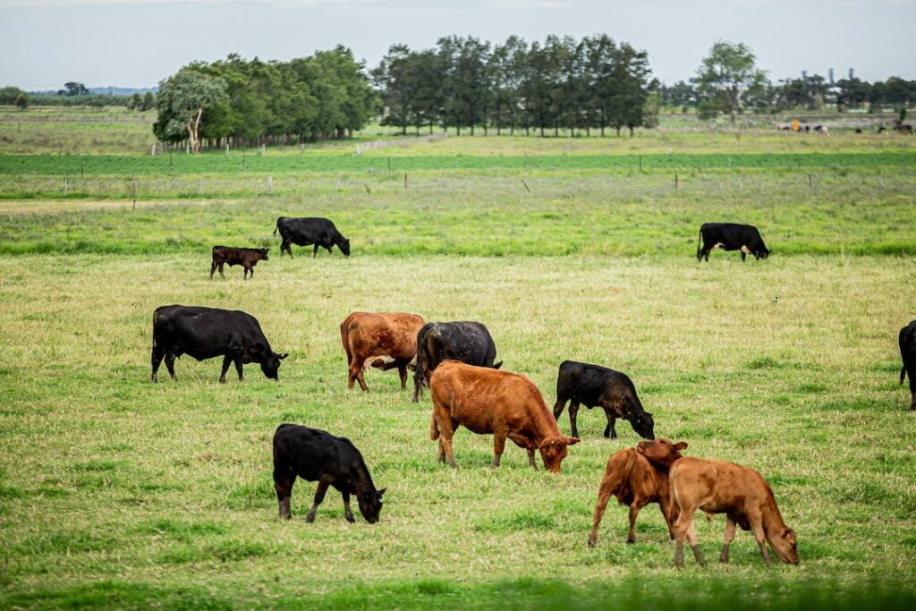 Cows in a paddock, eating by-product of biofuels