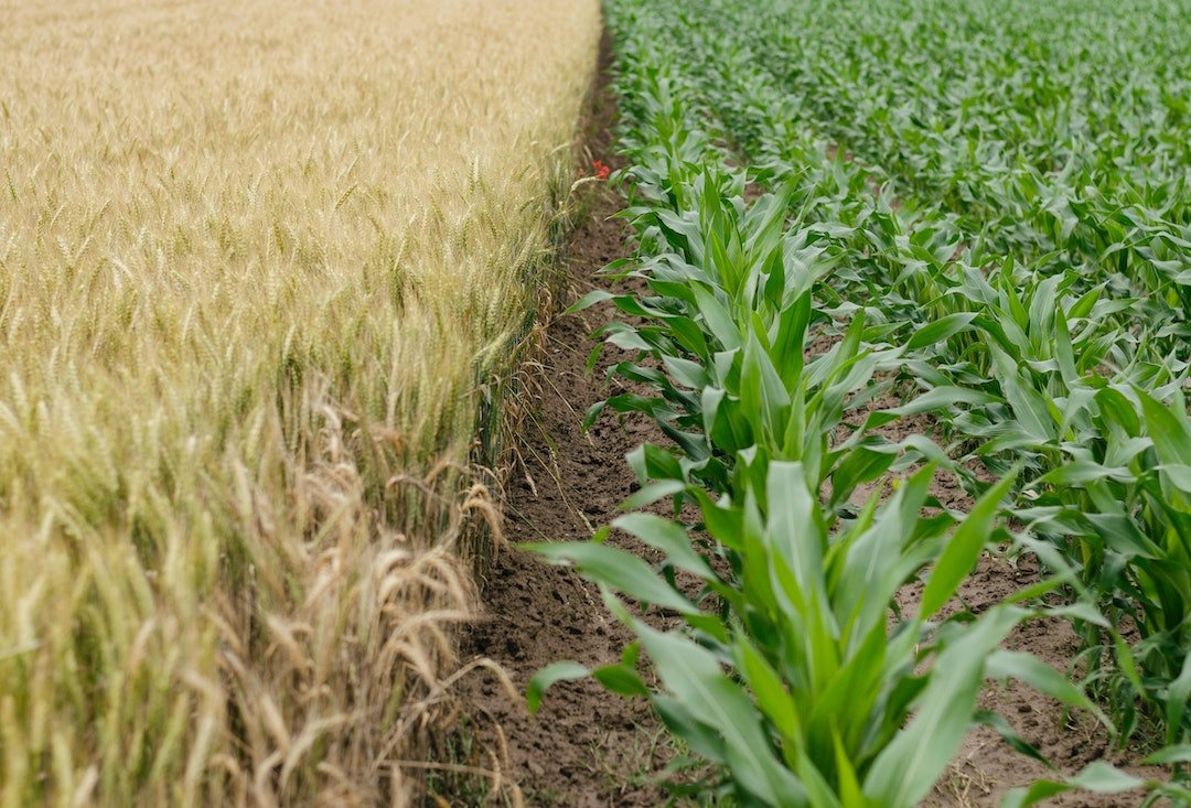 Regenerative farming – the way forward for Australian agriculture - AusBiz