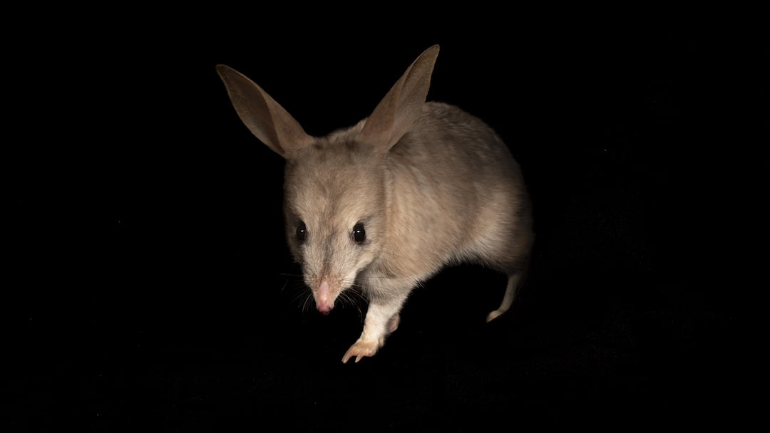 Bonjour bilbies, Bon-voyage lockdown