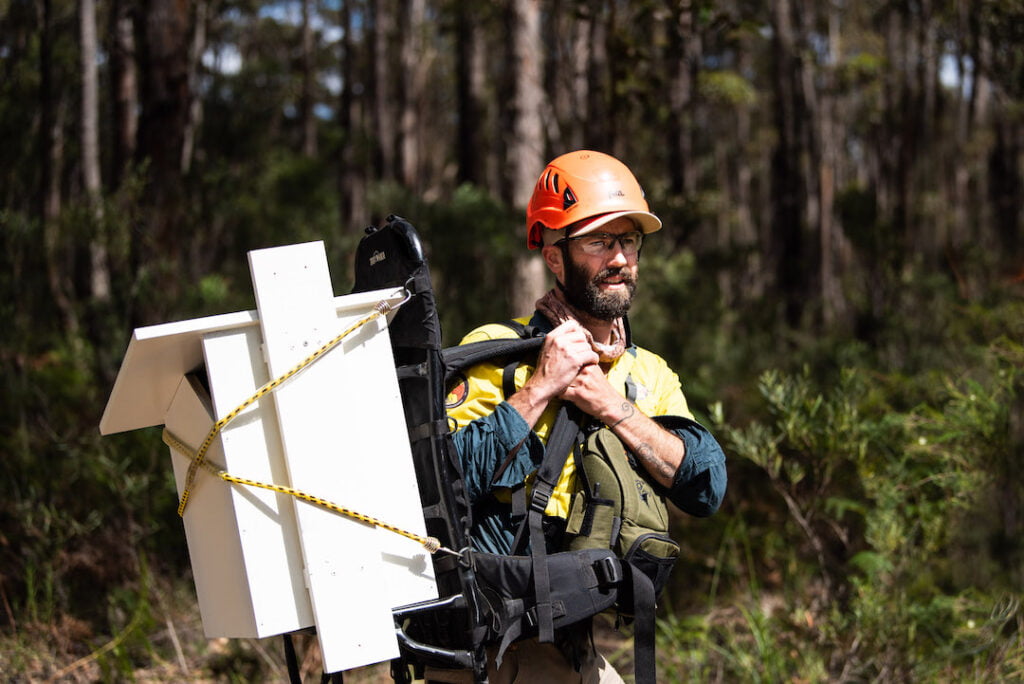 Greater glider population recovery efforts