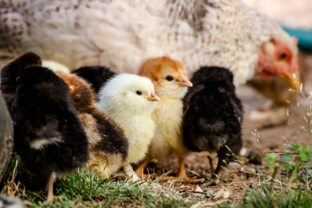 Behavioural pattern of chicks