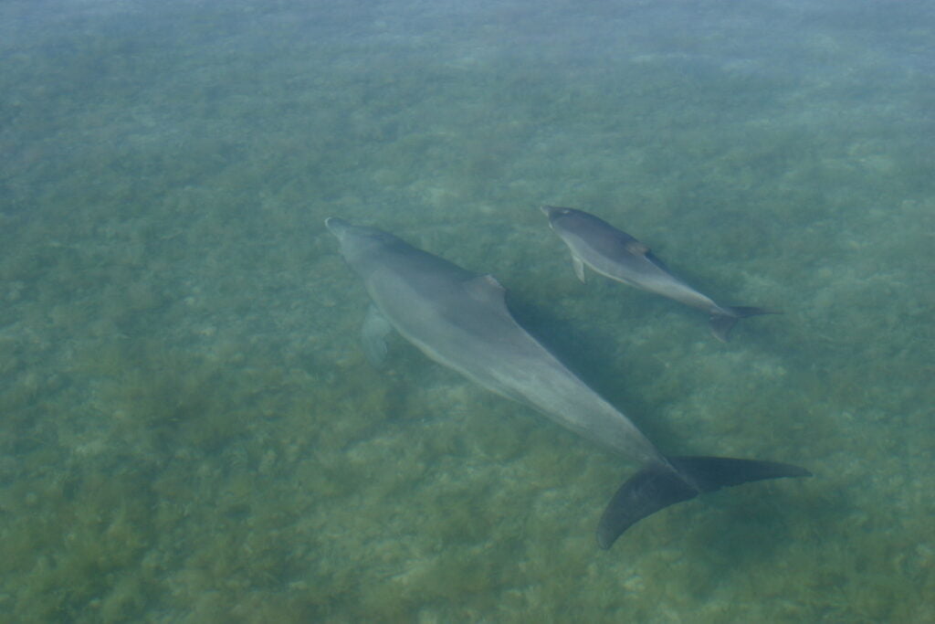 Shark Bay Dolphins