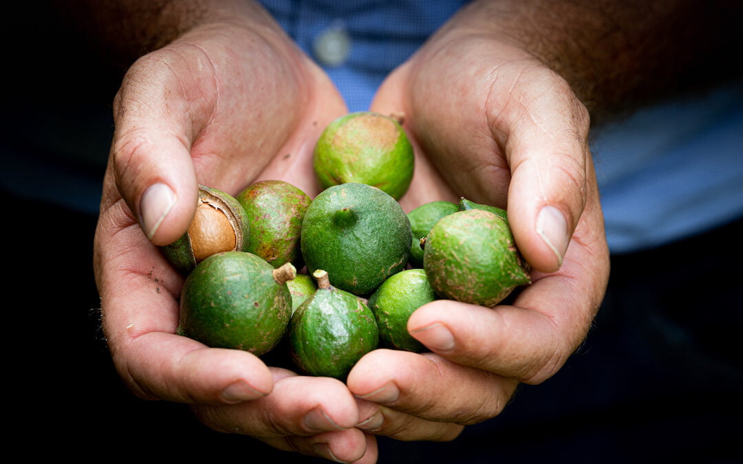 Macadamias at Hinkler Park plantations