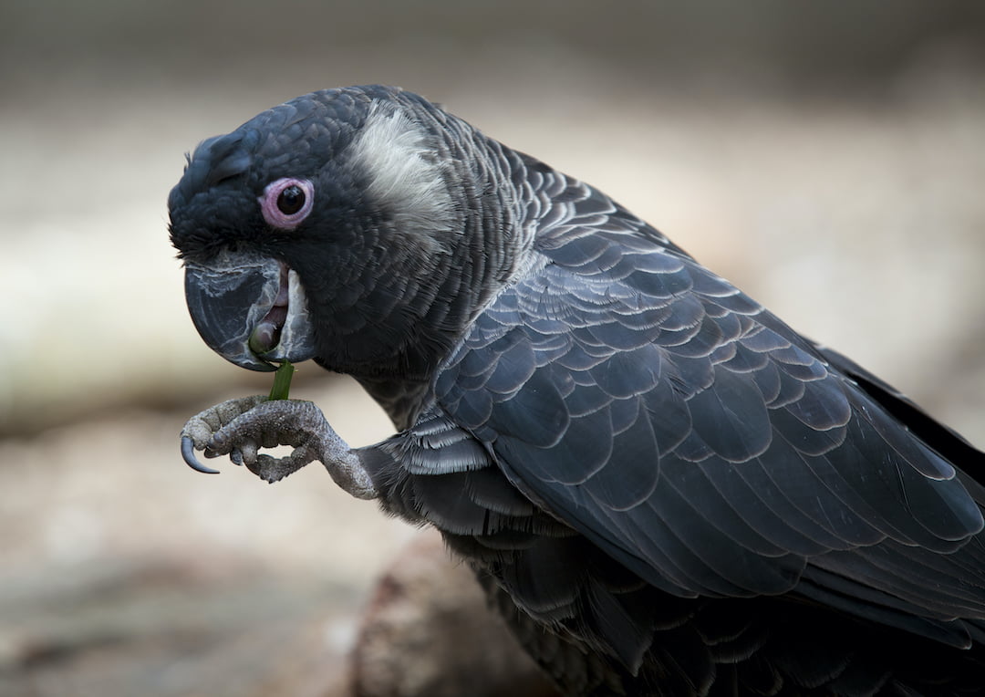Carnaby's White-tailed Black cockatoo