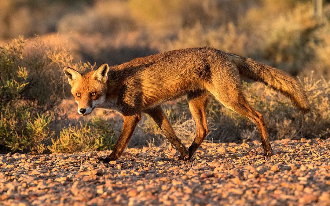 Feral fox