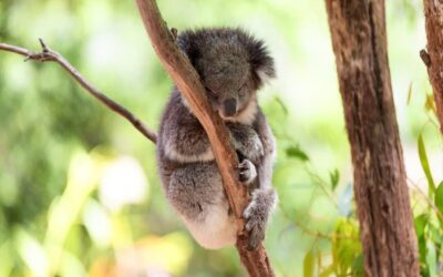 It’s time we support the Koala Protection Act