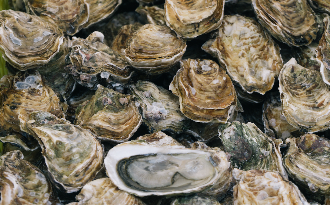 Help save the Sydney Rock Oysters from extinction