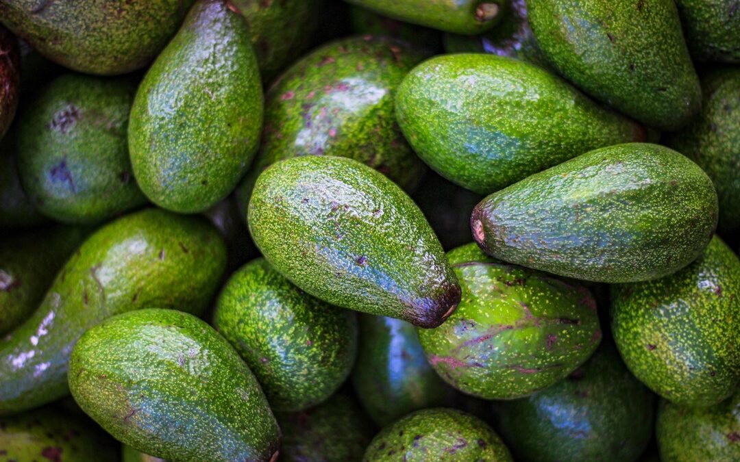 Why Australian avocados are being exported to Japan