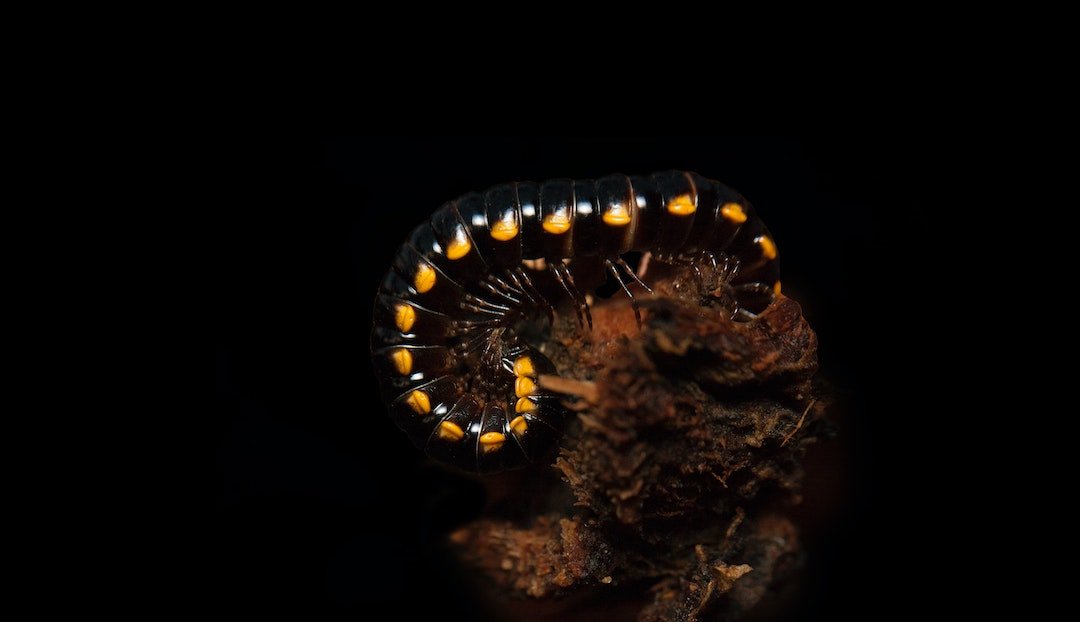 The magnificent millipede discovery