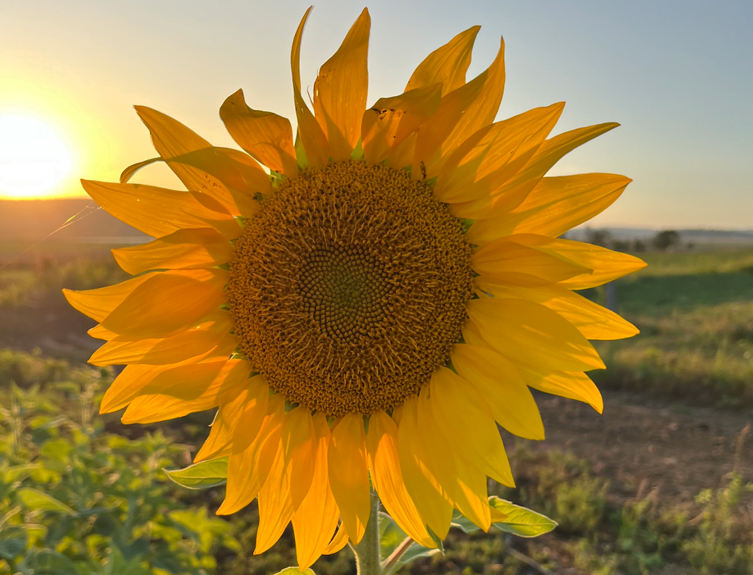 sunflowers