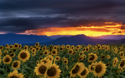 The rise of sunflower tourism