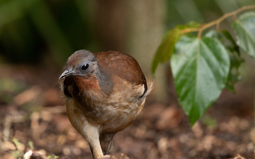 New study shows the Albert’s lyrebird is losing its voice
