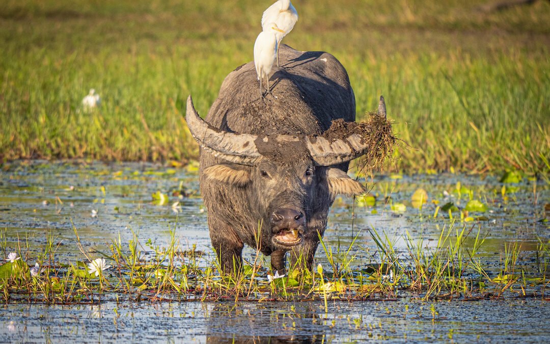 Could water buffaloes help fight climate change?