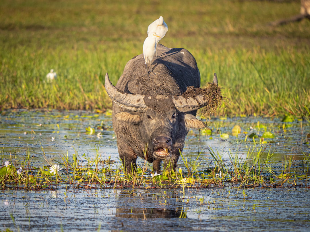 could-water-buffaloes-help-fight-climate-change-ausbiz