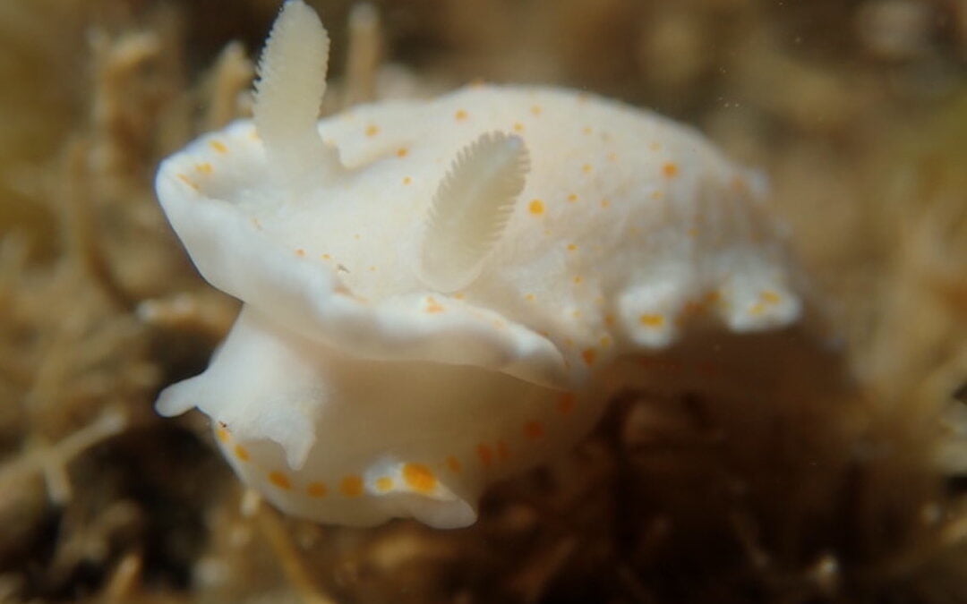 Saving Phillip Island’s endangered sea slugs