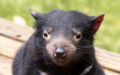 How humans are hurting Tasmanian devils
