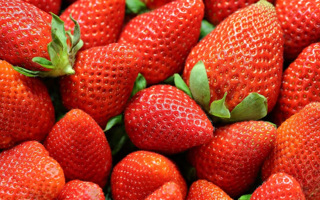 Breeding strawberries for the future