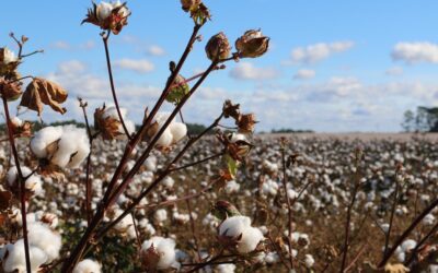 The FastStart Cotton Award is bigger than ever