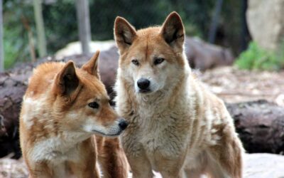 Discovering the truth behind dingo DNA