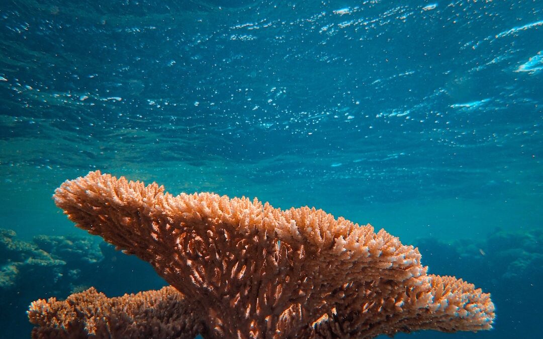 How coral disease is threatening our oceans