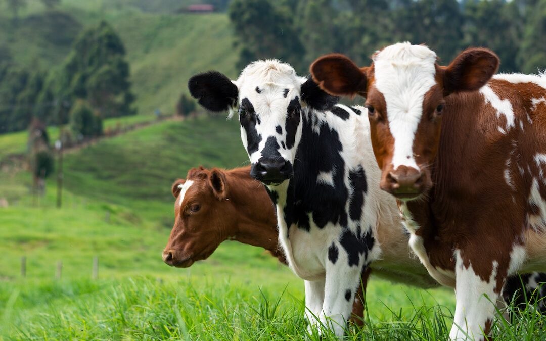 The app helping farmers to monitor their livestock