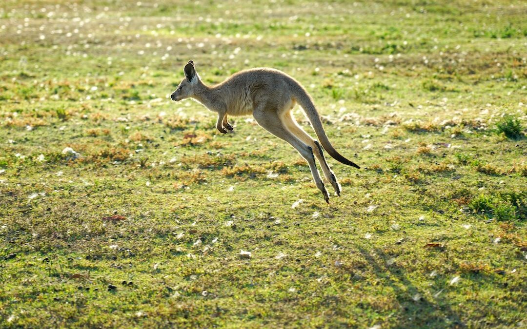 Kangaroos could be the key to helping injured athletes