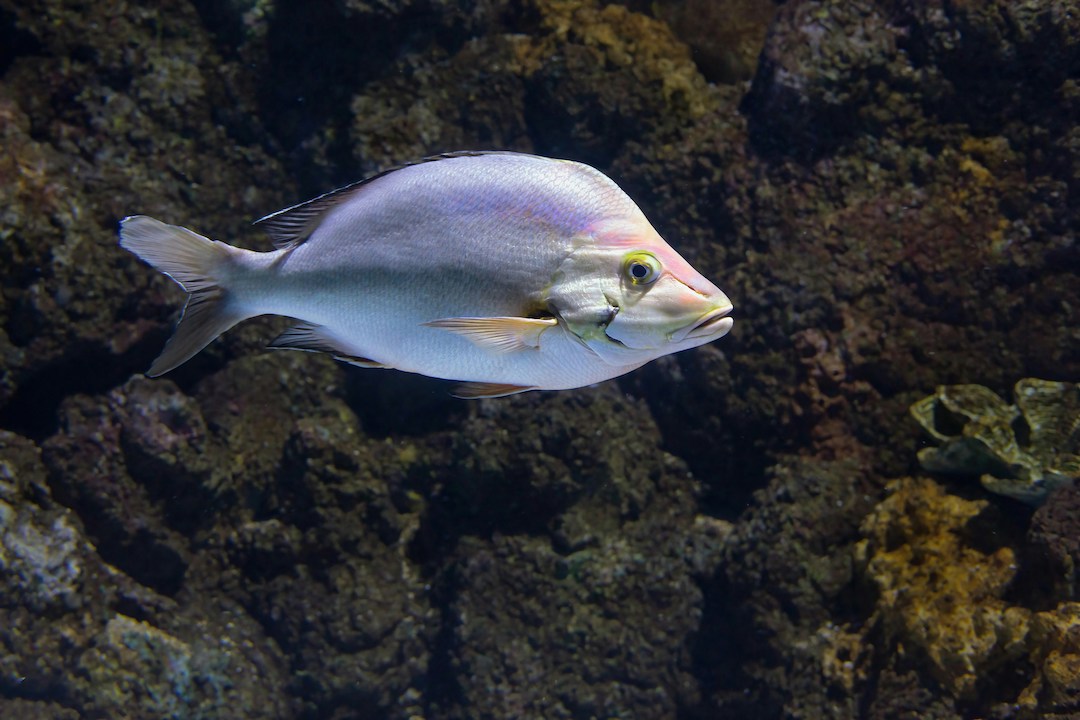 A Paddletail Snapper in Cairns
