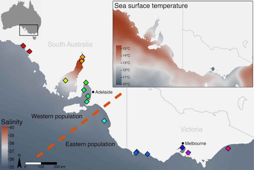 These are places where snapper fish were sampled across Southern Australia.