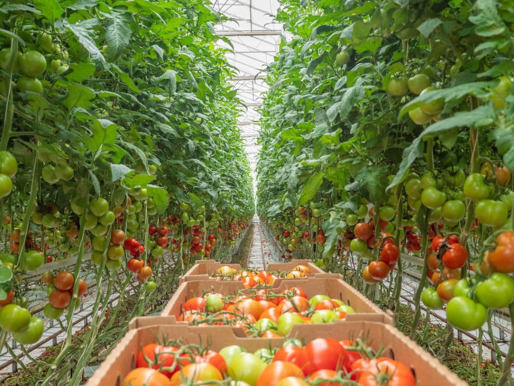 High tech glasshouses